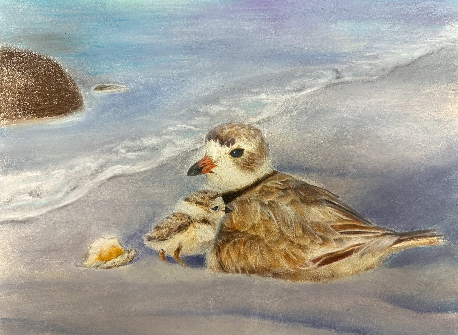 youth art contest piping plover drawing