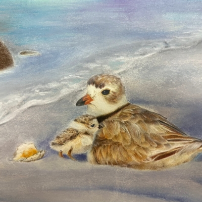 youth art contest piping plover drawing