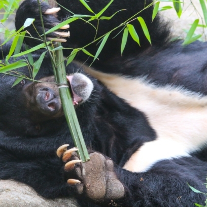 Moon bear eating bamboo