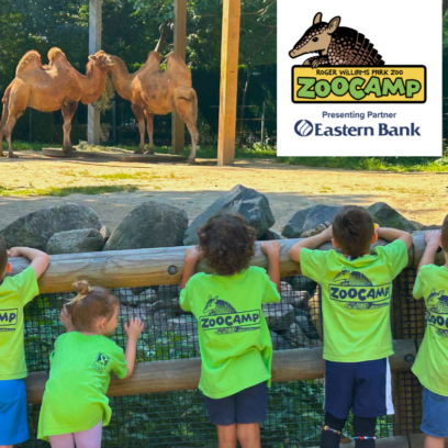 young children wearing green ZooCamp shirts are looking at two Bactrian camels