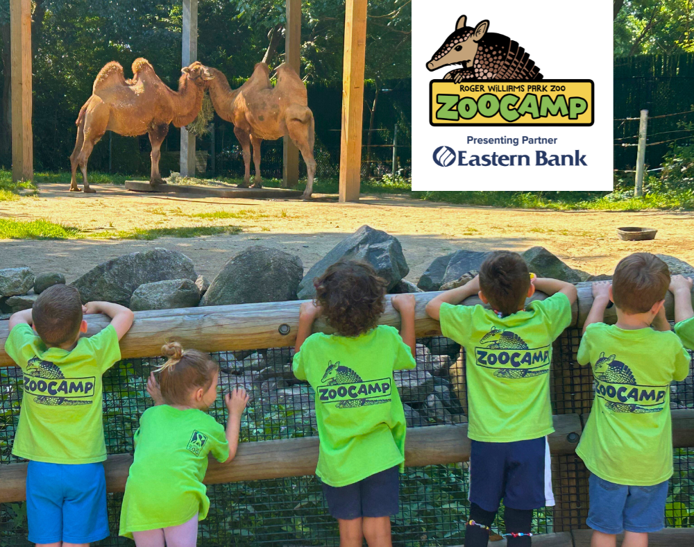 young children wearing green ZooCamp shirts are looking at two Bactrian camels