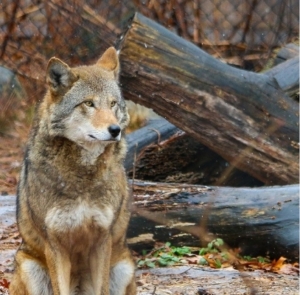 Red Wolf