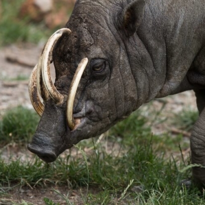 Babirusa