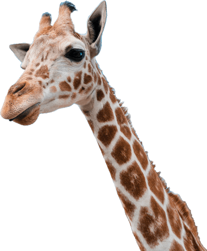 Masai Giraffe