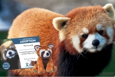Red Panda adopt an animal banner with image of adoption certificate and plush toy.
