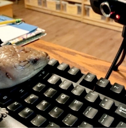 Tegu on a computer keyboard.
