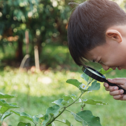young child looking through magnifying glass at leaves outside