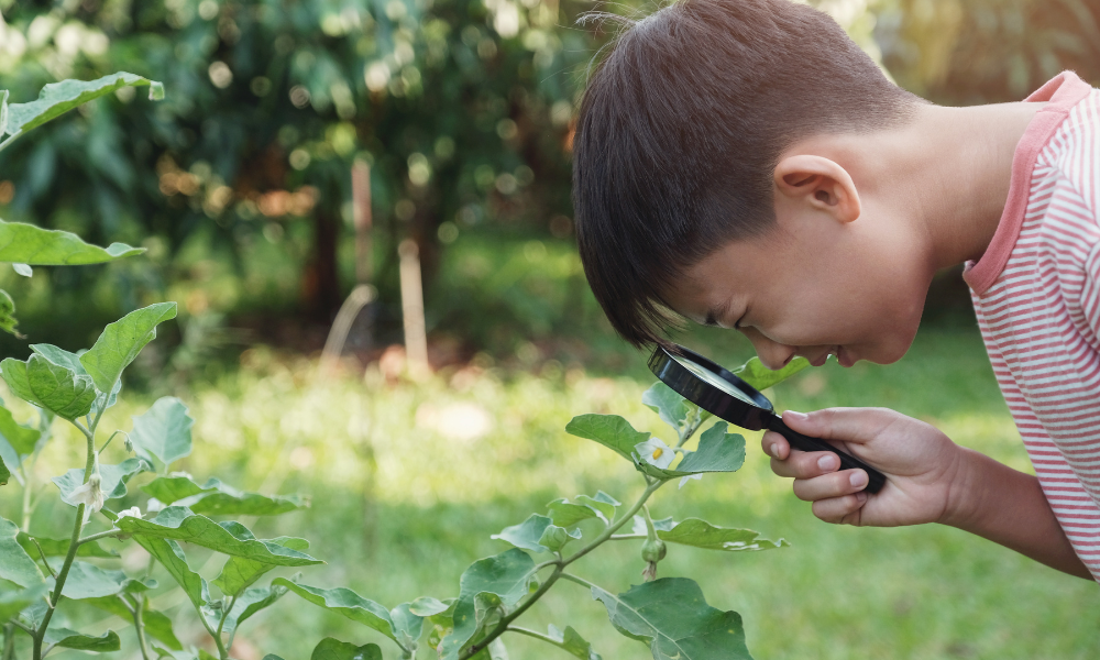 young child looking through magnifying glass at leaves outside