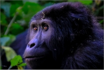 Gorilla Face Close-up