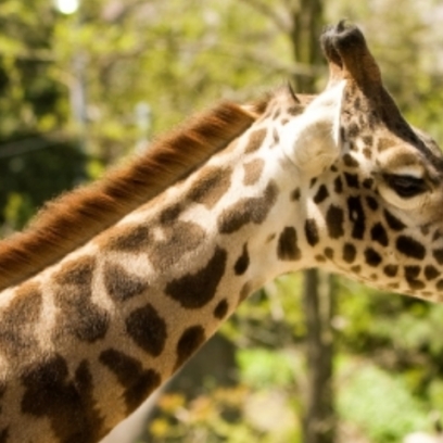 Masai Giraffe Head and neck