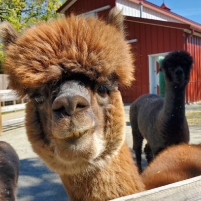 Alpaca