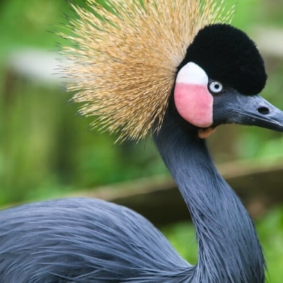 West-African Black Crowned Crane