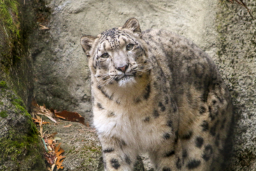 Snow Leopard