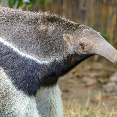 giant anteater