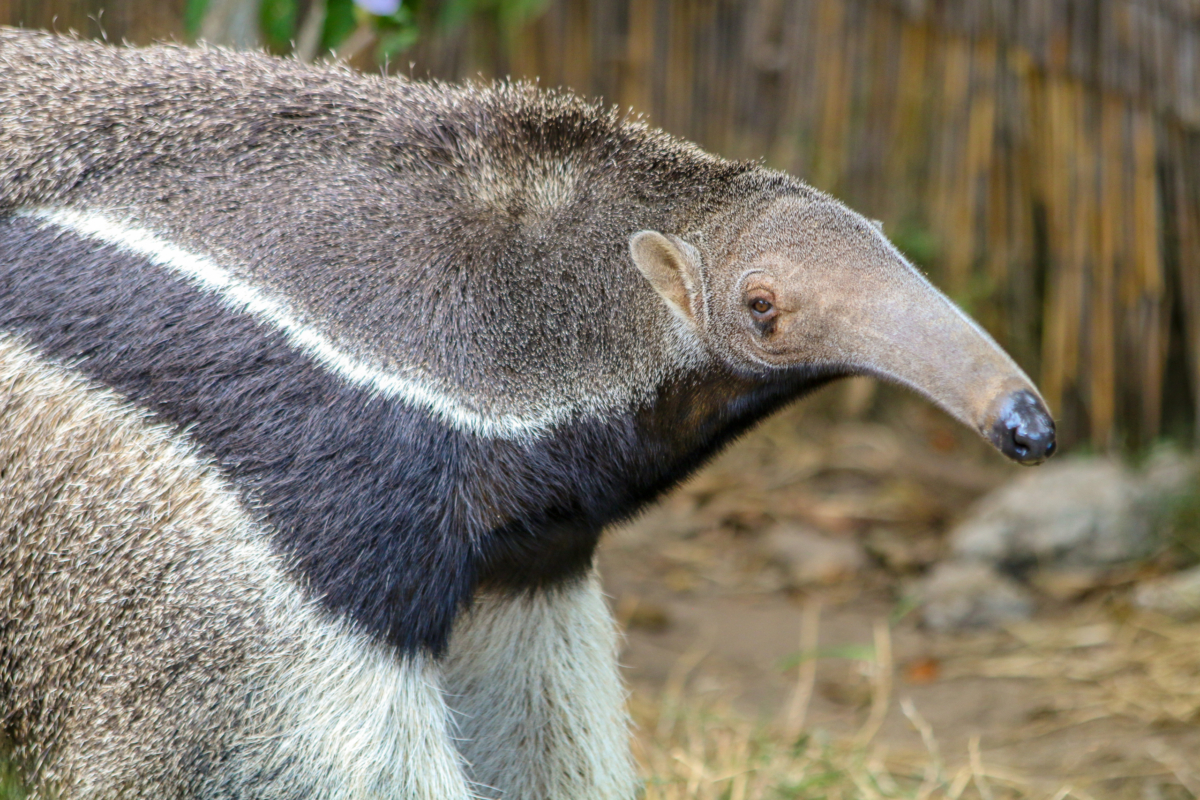 Anteater Anteater