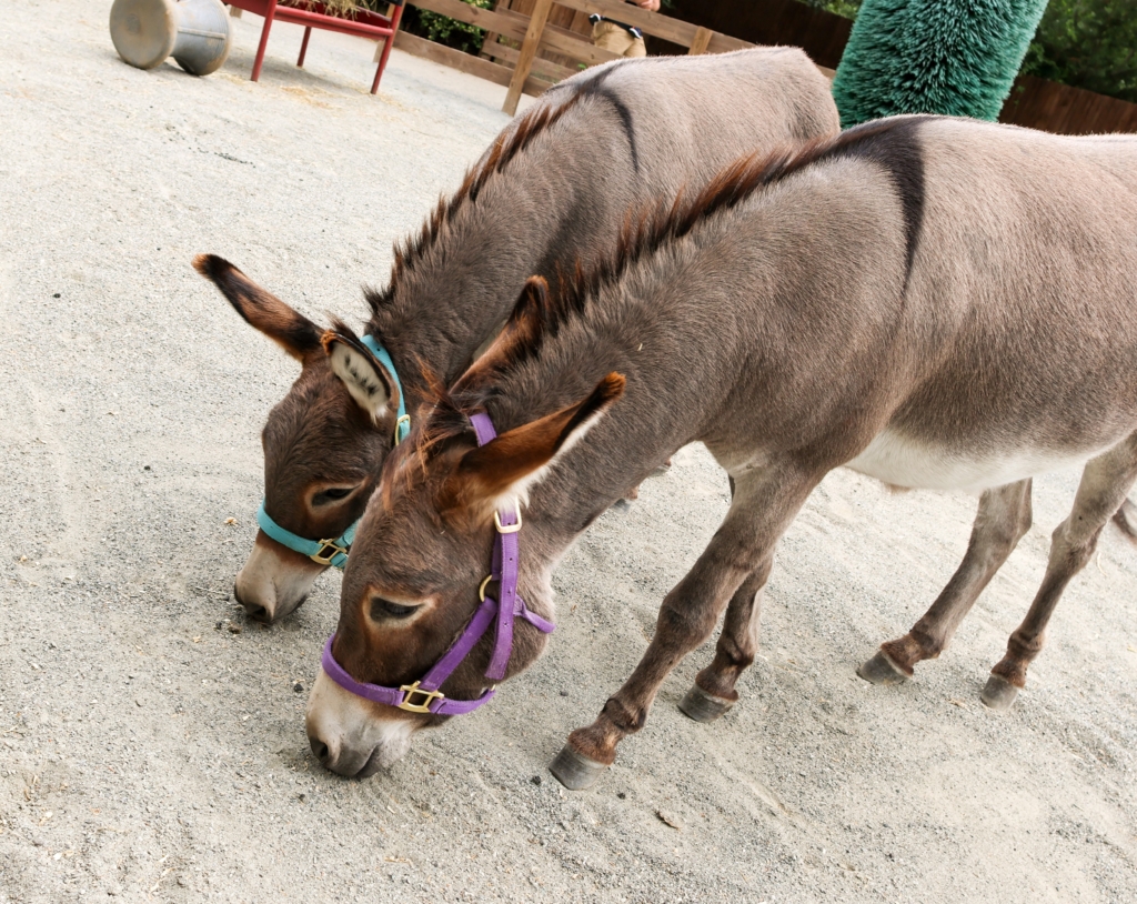 Miniature Donkey - Roger Williams Park Zoo