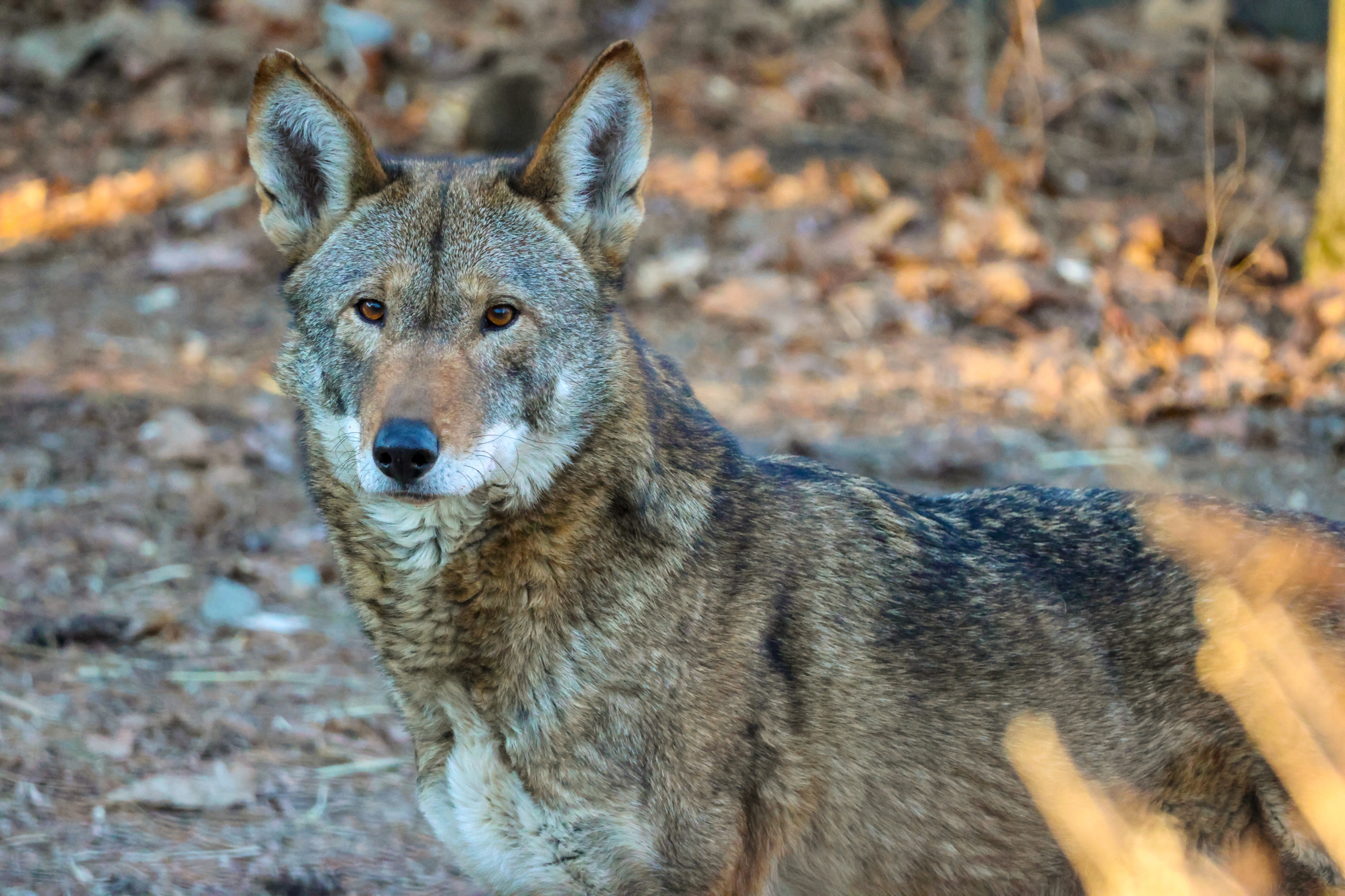 THE ROSE ウソン　WOLF THE ROSE ウソン WOLF