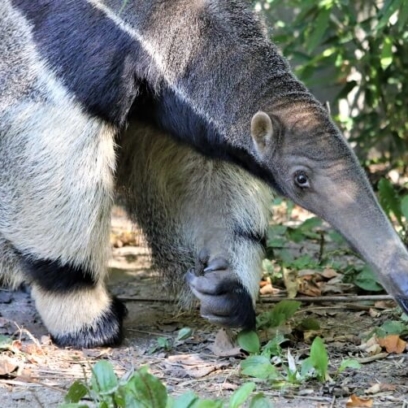 Giant Anteater