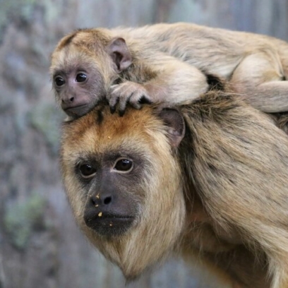 Southern Black Howler Monkey mom with baby on its head.