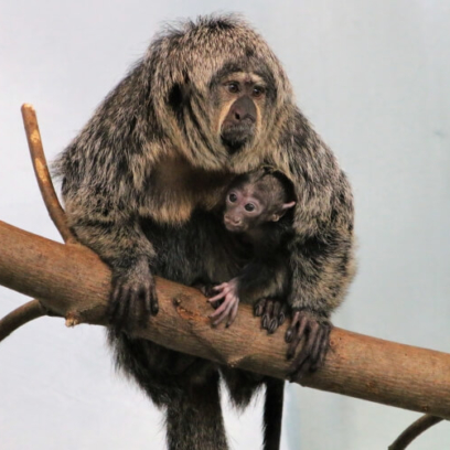 White-faced Saki monkey mom and baby