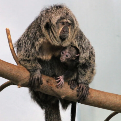 RWP ZOO WELCOMES A NEW GOLDEN LION TAMARIN BABY