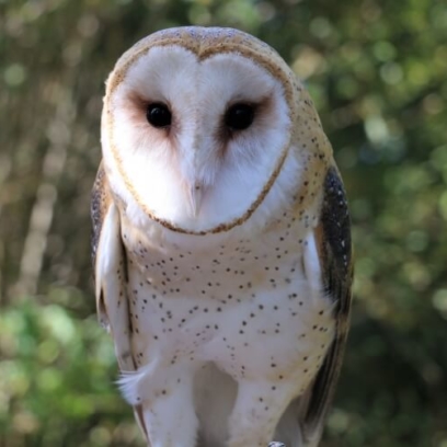 Barn Owl