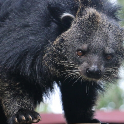 Binturong