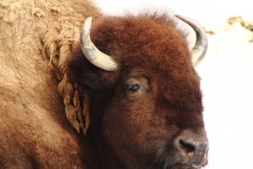 Bison close-up