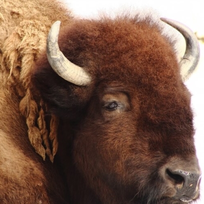 Bison close-up