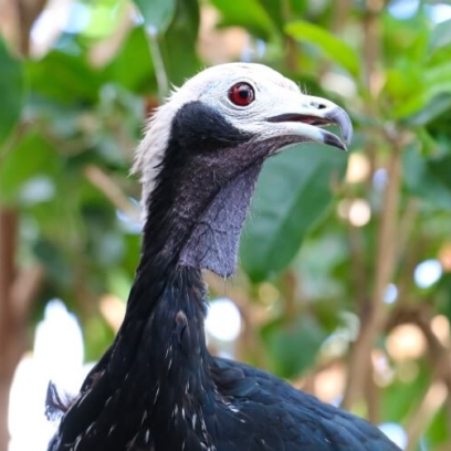 Blue-throated piping Guan bird