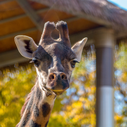 Masai giraffe up close