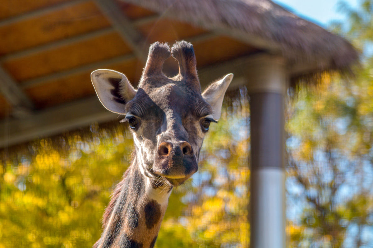 GIRAFFE Taxidermy South Africa | Get GIRAFFE Trophy Quote