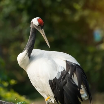 Red-crowned crane