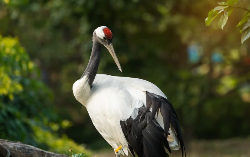 Red-Crowned Crane - Roger Williams Park Zoo Red-Crowned Crane - Roger Williams Park Zoo