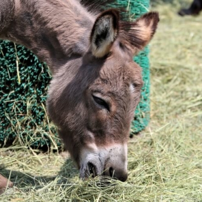 Miniature Donkey eating hay