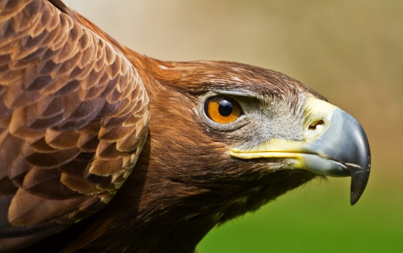 Golden Eagle - Roger Williams Park Zoo Golden Eagle - Roger Williams Park Zoo