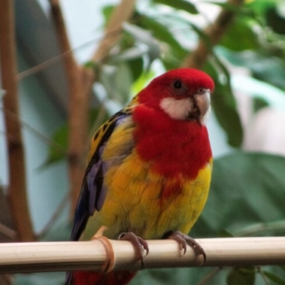 Eastern Rosella Bird