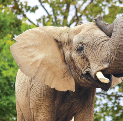 African Elephant with trunk up