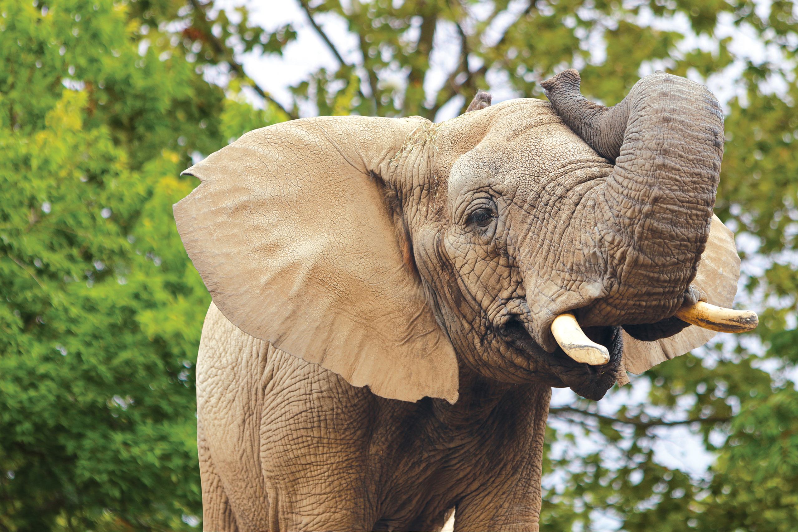 African Elephant with trunk up