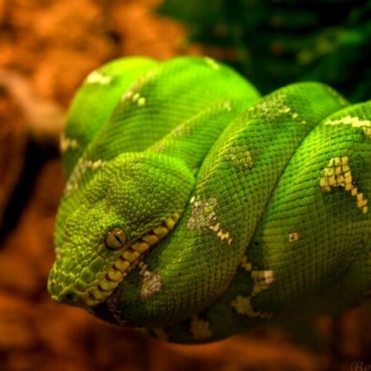 Emerald Tree Boa