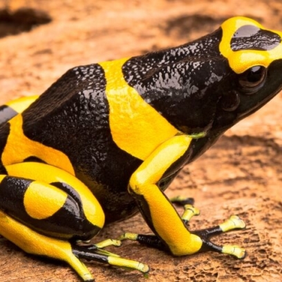 Yellow-Banded Poison Dart Frog