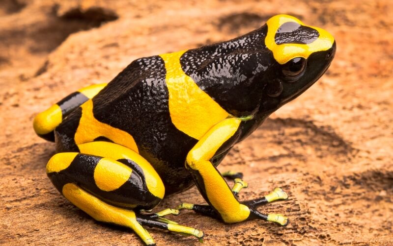 Yellow-Banded Poison Dart Frog - Roger Williams Park Zoo