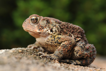 Frog Watch- American Toad close-up side profile