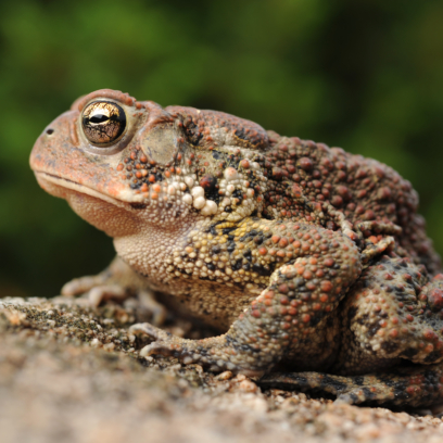 Frog Watch- American Toad close-up side profile