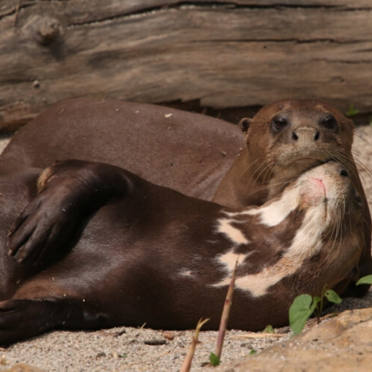 Giant Otters