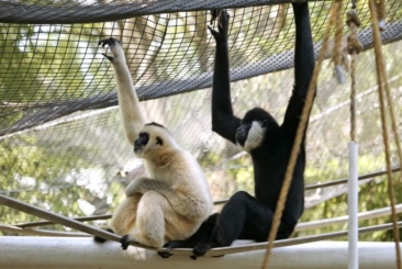 White-Cheeked Gibbon