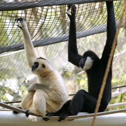 White-Cheeked Gibbon