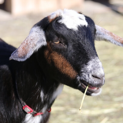 Nubian Goat