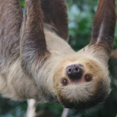 Linne's Two-Toed Sloth