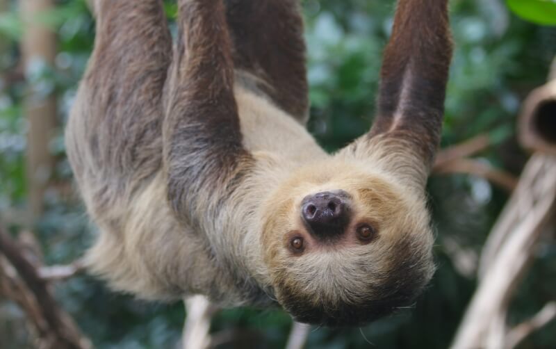 Linne's TwoToed Sloth Roger Williams Park Zoo
